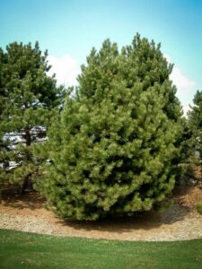 Сосна Чёрная (Pinus Nigra) купить по цене от 270.00р. в интернет-магазине «Посадика» с доставкой почтой в в Петровске и по всей России – [изображение №1].