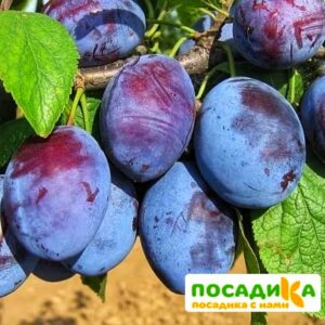 Слива Чачакская ранняя купить по цене от 229.00р. в интернет-магазине «Посадика» с доставкой почтой в в Петровске и по всей России – [изображение №1].