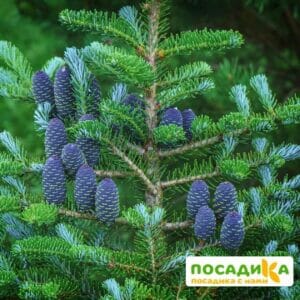 Пихта корейская (Abies koreana) купить по цене от 450.00р. в интернет-магазине «Посадика» с доставкой почтой в в Петровске и по всей России – [изображение №1].