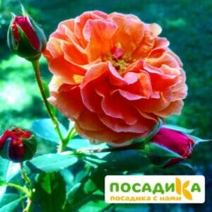 Роза Арабия купить по цене от 350.00р. в интернет-магазине «Посадика» с доставкой почтой в в Петровске и по всей России – [изображение №1].