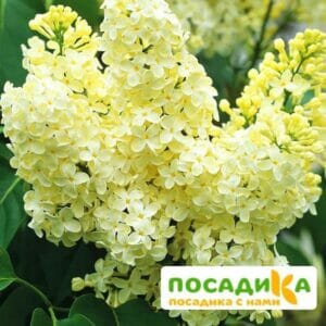 Сирень Примроуз (Primrose) купить по цене от 529.00р. в интернет-магазине «Посадика» с доставкой почтой в в Петровске и по всей России – [изображение №1].