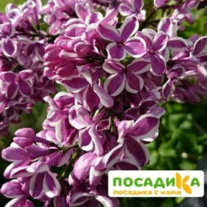 Сирень Сенсация купить по цене от 529.00р. в интернет-магазине «Посадика» с доставкой почтой в в Петровске и по всей России – [изображение №1].