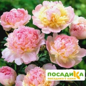 Пион Распберри Сандей (Paeonia Raspberry Sundae) купить по цене от 959р. в интернет-магазине «Посадика» с доставкой почтой в в Петровске и по всей России – [изображение №1].