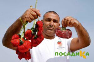 Клубника Гигант Джорнея купить по цене от 266р. в интернет-магазине «Посадика» с доставкой почтой в в Петровске и по всей России – [изображение №1].