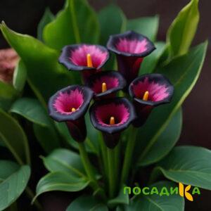Калла Аура Лейс купить по цене от 400р. в интернет-магазине «Посадика» с доставкой почтой в в Петровске и по всей России – [изображение №1].