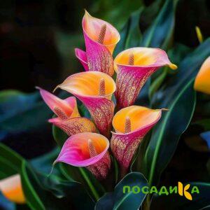 Калла Оникс купить по цене от 450р. в интернет-магазине «Посадика» с доставкой почтой в в Петровске и по всей России – [изображение №1].