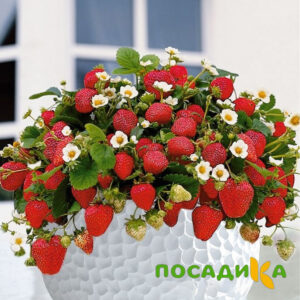 Клубника Рубиновый Шепот (горшечная) купить по цене от 240р. в интернет-магазине «Посадика» с доставкой почтой в в Петровске и по всей России – [изображение №1].