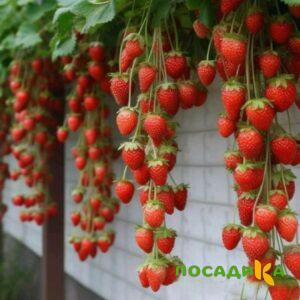 Клубника вьющаяся Комплимент купить по цене от 470р. в интернет-магазине «Посадика» с доставкой почтой в в Петровске и по всей России – [изображение №1].