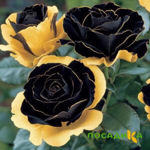 Роза Ханни Сикл купить по цене от 700р. в интернет-магазине «Посадика» с доставкой почтой в в Петровске и по всей России – [изображение №1].