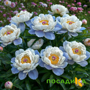 Пион акварельный Этюд купить по цене от 806р. в интернет-магазине «Посадика» с доставкой почтой в в Петровске и по всей России – [изображение №1].