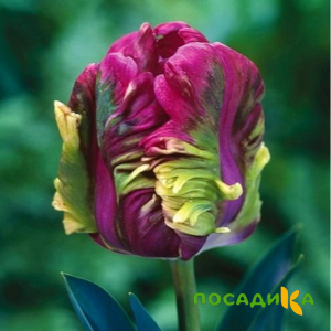 Тюльпан Экзотик Хэвен купить по цене от 186р. в интернет-магазине «Посадика» с доставкой почтой в в Петровске и по всей России – [изображение №1].