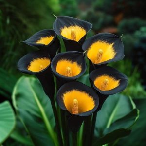 Калла Легато купить по цене от 620р. в интернет-магазине «Посадика» с доставкой почтой в в Петровске и по всей России – [изображение №1].