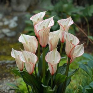 Калла Глейшер купить по цене от 299р. в интернет-магазине «Посадика» с доставкой почтой в в Петровске и по всей России – [изображение №1].