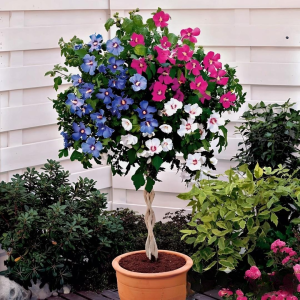 Гибискус-Дерево Триколор купить по цене от 289р. в интернет-магазине «Посадика» с доставкой почтой в в Петровске и по всей России – [изображение №1].