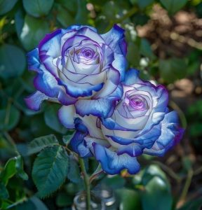 Роза Пэтолз Хоуп купить по цене от 333р. в интернет-магазине «Посадика» с доставкой почтой в в Петровске и по всей России – [изображение №1].