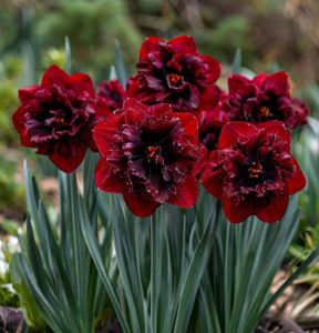 Нарцисс Сапфировый Бриз купить по цене от 3000р. в интернет-магазине «Посадика» с доставкой почтой в в Петровске и по всей России – [изображение №1].