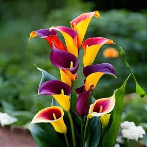 Калла Кристалл купить по цене от 450р. в интернет-магазине «Посадика» с доставкой почтой в в Петровске и по всей России – [изображение №1].