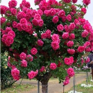 Роза Версаля купить по цене от 232р. в интернет-магазине «Посадика» с доставкой почтой в в Петровске и по всей России – [изображение №1].