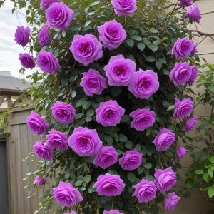 Роза Мистик Уайт купить по цене от 620р. в интернет-магазине «Посадика» с доставкой почтой в в Петровске и по всей России – [изображение №1].