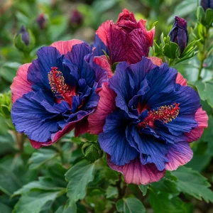 Гибискус Роуз Шайн купить по цене от 360р. в интернет-магазине «Посадика» с доставкой почтой в в Петровске и по всей России – [изображение №1].