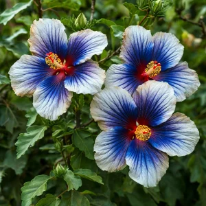 Гибискус Илюжн Вилью купить по цене от 259р. в интернет-магазине «Посадика» с доставкой почтой в в Петровске и по всей России – [изображение №1].