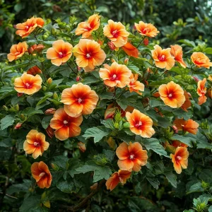 Гибискус Кристал Рэй купить по цене от 458р. в интернет-магазине «Посадика» с доставкой почтой в в Петровске и по всей России – [изображение №1].