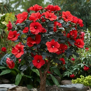 Гибискус Миднайт Роуз купить по цене от 269р. в интернет-магазине «Посадика» с доставкой почтой в в Петровске и по всей России – [изображение №1].