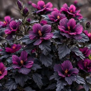 Гибискус Корал Чарм купить по цене от 271р. в интернет-магазине «Посадика» с доставкой почтой в в Петровске и по всей России – [изображение №1].