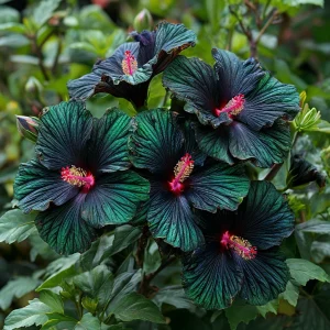 Гибискус Пикок Плюм купить по цене от 490р. в интернет-магазине «Посадика» с доставкой почтой в в Петровске и по всей России – [изображение №1].