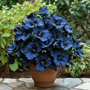 Гибискус Селестиал Флейм купить по цене от 326р. в интернет-магазине «Посадика» с доставкой почтой в в Петровске и по всей России – [изображение №1].