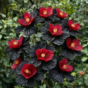 Гибискус Ройял Афеа купить по цене от 460р. в интернет-магазине «Посадика» с доставкой почтой в в Петровске и по всей России – [изображение №1].