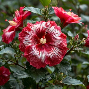 Гибискус Пурпл Мистик купить по цене от 360р. в интернет-магазине «Посадика» с доставкой почтой в в Петровске и по всей России – [изображение №1].