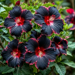 Гибискус садовый Файер Дэнсер купить по цене от 450р. в интернет-магазине «Посадика» с доставкой почтой в в Петровске и по всей России – [изображение №1].