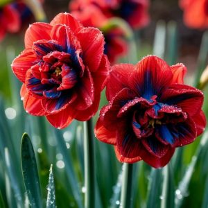 Нарцисс Эрличе купить по цене от 386р. в интернет-магазине «Посадика» с доставкой почтой в в Петровске и по всей России – [изображение №1].