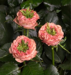 Роза Амбер Инчант купить по цене от 495р. в интернет-магазине «Посадика» с доставкой почтой в в Петровске и по всей России – [изображение №1].