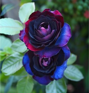 Роза Скарлет Рэвери купить по цене от 489р. в интернет-магазине «Посадика» с доставкой почтой в в Петровске и по всей России – [изображение №1].