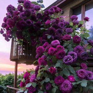 Роза Плетистая Плум Пэшн купить по цене от 610р. в интернет-магазине «Посадика» с доставкой почтой в в Петровске и по всей России – [изображение №1].