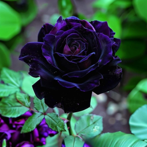 Роза Блэк Пантер купить по цене от 319р. в интернет-магазине «Посадика» с доставкой почтой в в Петровске и по всей России – [изображение №1].