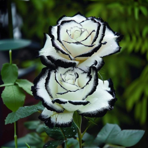 Роза Силк Ивин купить по цене от 319р. в интернет-магазине «Посадика» с доставкой почтой в в Петровске и по всей России – [изображение №1].