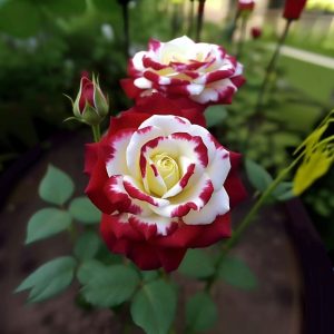 Роза Роял Глом купить по цене от 401р. в интернет-магазине «Посадика» с доставкой почтой в в Петровске и по всей России – [изображение №1].