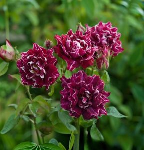 Роза Опаловый Пейзаж купить по цене от 490р. в интернет-магазине «Посадика» с доставкой почтой в в Петровске и по всей России – [изображение №1].