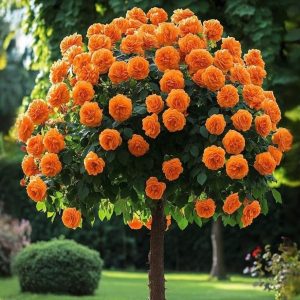 Роза Солнечный Шарм купить по цене от 349р. в интернет-магазине «Посадика» с доставкой почтой в в Петровске и по всей России – [изображение №1].