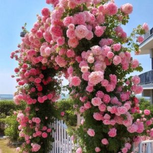 Роза Пастель Розе купить по цене от 605р. в интернет-магазине «Посадика» с доставкой почтой в в Петровске и по всей России – [изображение №1].