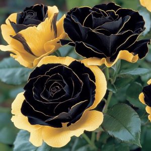 Роза Ханни Сикл купить по цене от 700р. в интернет-магазине «Посадика» с доставкой почтой в в Петровске и по всей России – [изображение №1].