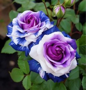 Роза Айвори Каскад купить по цене от 420р. в интернет-магазине «Посадика» с доставкой почтой в в Петровске и по всей России – [изображение №1].