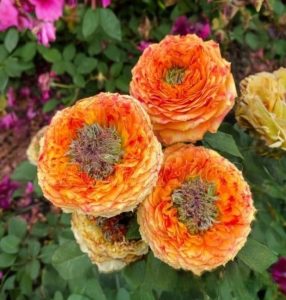 Роза Золотой Мираж купить по цене от 420р. в интернет-магазине «Посадика» с доставкой почтой в в Петровске и по всей России – [изображение №1].