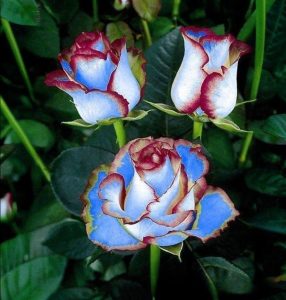 Роза Сафайер Пэтл купить по цене от 450р. в интернет-магазине «Посадика» с доставкой почтой в в Петровске и по всей России – [изображение №1].