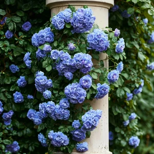 Роза плетистая Блю Перпл купить по цене от 540р. в интернет-магазине «Посадика» с доставкой почтой в в Петровске и по всей России – [изображение №1].